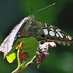 Fuzzy backed Blue Clipper on browning leaf