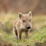 Naturally framed little Humbug