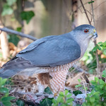 Female Sharp-shinned Hawk