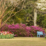 Airlie Gardens Azalea 2018 Festival Prep