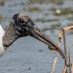 Wood Stork
