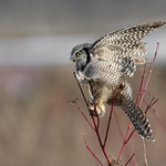 Northern Hawk Owl / Chouette &eacute;pervi&egrave;re