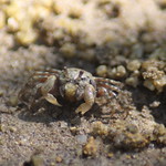Sand bubbler crab (Scopimera globosa)