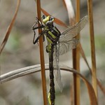 Phanogomphus graslinellus, Pronghorn Clubtail