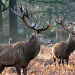 Red Deer, Richmond Park, London, UK