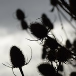 Thistles