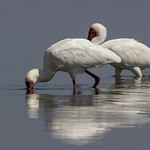 Africa Spoonbill (Platalea alba) Near Pretoria South Africa 2012