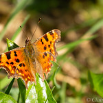 Comma butterfly