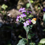 20190324_061 First butterfly