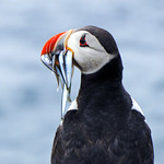 Puffin, Farne islands, England