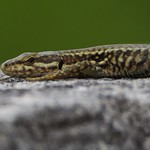 Common Wall Lizard