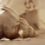 Seashell
