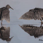 BLACK EGRET // EGRETTA ARDESIACA (66cm)