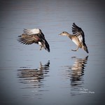 Synchronised landing.