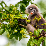 Dusky Leaf Monkey,_DSC_6021