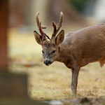 Roe buck