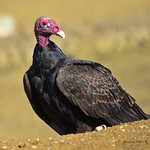 Maura o aura ti&ntilde;osa (Cathartes aura) Turkey Vulture