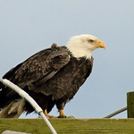 Bald Eagle (Haliaeetus leucocephalus)