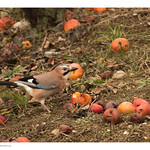 Le geai des ch&ecirc;nes