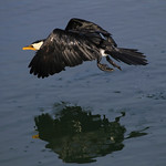 Pied Cormorant : Up, up and away . . .
