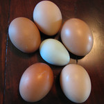 the first blue egg.from my baby girl