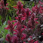 Indian Warrior--Pedicularis densiflora