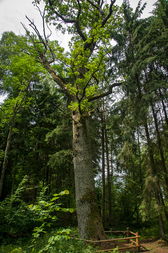 Ąžuolų karalienė