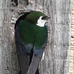 Violet green Swallow