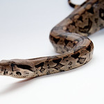 Boa Constrictor