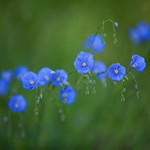 Blue Wildflowers