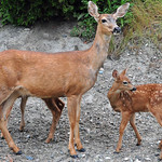 2012-06-28 Columbian Black-tailed Deer (10) (1024x680)