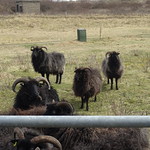 Hebridean Sheep