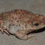 Red-spotted Toad