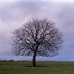 horse chestnut