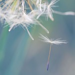 Dandelion flower falling off