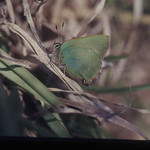 Green hairstreak butterfly, Strumble, 1976
