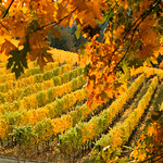 Vineyard, Autumn