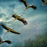 DSCN4511-12+13+14+15 the flight