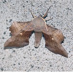 Poplar Hawk-moth (Laothoe populi)