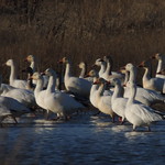 Snow Geese