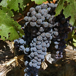 Cab Grapes