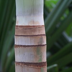 East & West or "The Synthese"