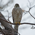 Female Juvenile Sharp Shinned Hawk