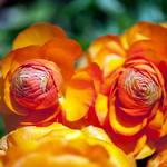 493 - Explosion de renoncules