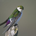 Violet-green Swallow Male