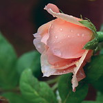 The last rose of summer from my little garden.