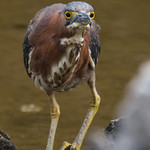 En face - green heron