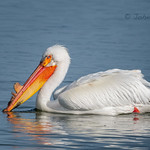 American White Pelican 20180403_4431