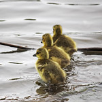 3 goslings in a row 266/365 ODC~ Paths/pavements *Explored 4/28/12