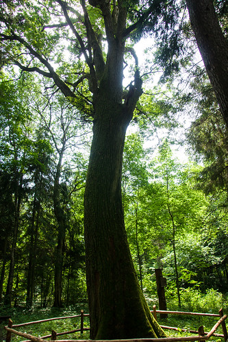 VAIGELIŠKIŲ ĄŽUOLAS